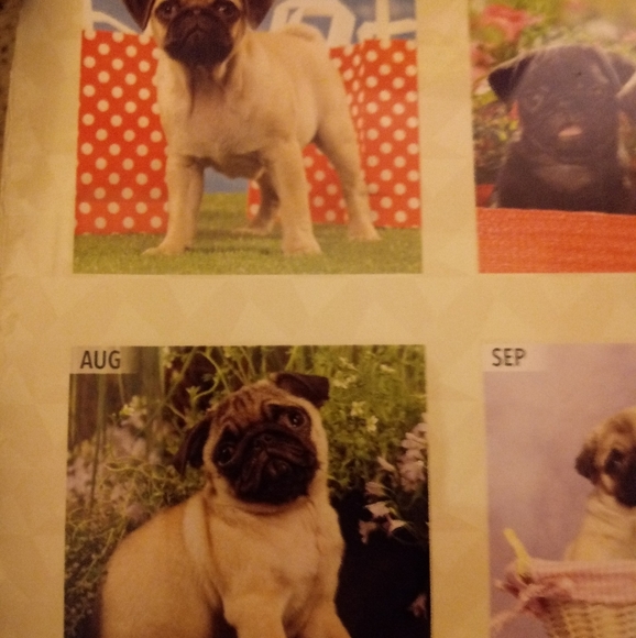 2020 PUG PUPPIES CALENDAR - Picture 2 of 4